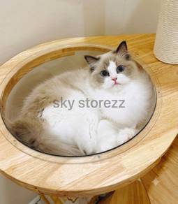 Pure breed blue bicolor Ragdoll