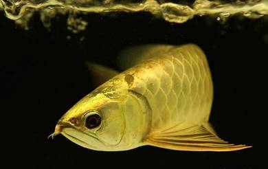 Arowana 24k golden crossback 9 inch-wholesale