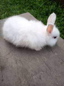 Ank rabbit mix angora (bulu kembang)