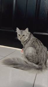 (Persian Mix Maine coon) Female 1years+