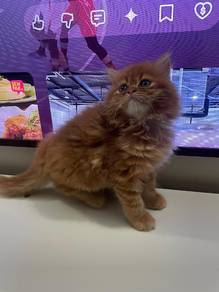 persian