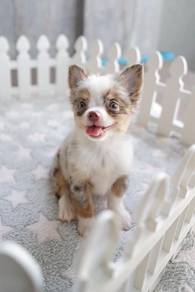 Male Merle Chihuahua 🐶✨