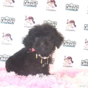 Maltipoo
