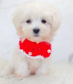 Maltese