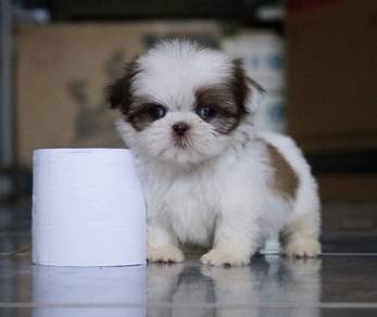 SHIH TZU PUPPIES A361🌻 Small Dog Available
