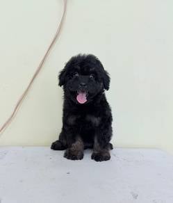 Maltipoo black & tan color female