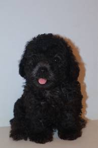 f45 Adorable Poodle Puppy