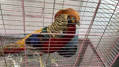 burung kuang emas