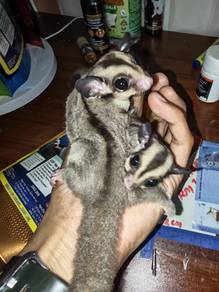 sepasang sugar glider 