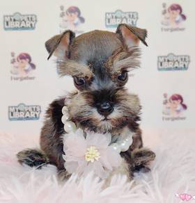 Schnauzer