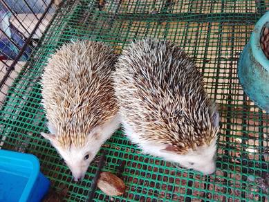 landak mini/hedgehog