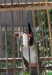 burung jambul pama