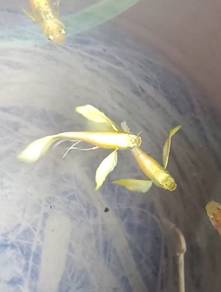 golden bigerr ribbon guppy