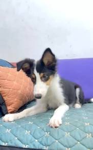 Border collie full collar mka microchip