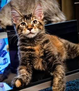 T9 Maine Coon