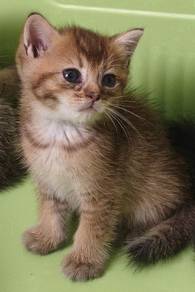 golden BSH Male 