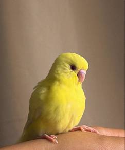budgie tamed jinak