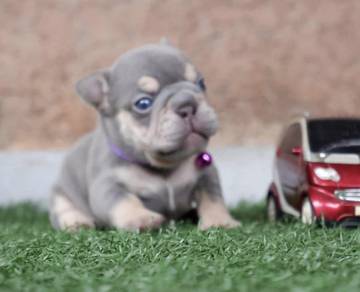 FRENCH BULLDOG PUPPIES VIP14 🌻Cute Puppy girl