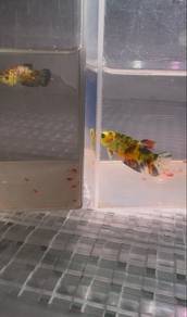 Ikan betta Glow