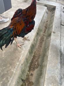Ayam pama jalan