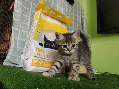 Tabby BSH non munchkin female 