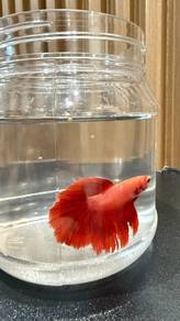Betta Fish