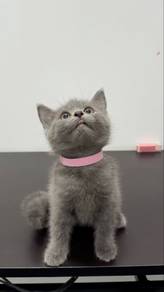 Ori British Shorthair
