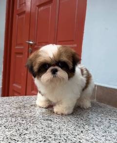 Tiny ShihTzu puppy