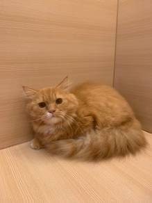 Munchkin Long Hair