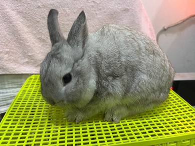 Rabbit cute Netherland Dwarf