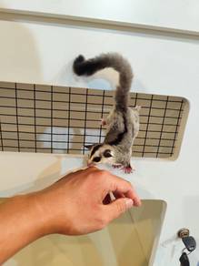 Whiteface Sugar Glider