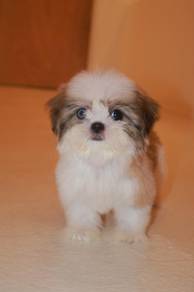 E18 Cute Shih Tzu Dog
