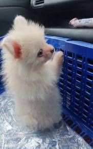 Tiny Pomeranian