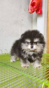 MM0200 Tiny Pomeranian Black Tan color puppy