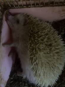 Mini hedgehog /Landak Mini🦔