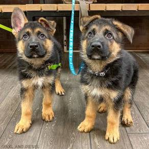 6RT6111 MKA German Shepherd puppies dog