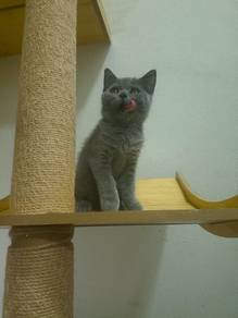 BSH Kitten