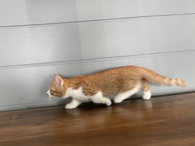 Munchkin (Standard) Female