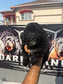 Tiny Toypoodle 