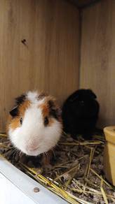 Teddy Guinea Pig