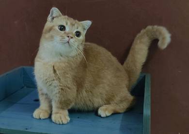BSH x Scottish fold Munchkin kitten Male   