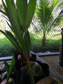 Benih kelapa manis/sgg