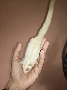 sugar glider cremino