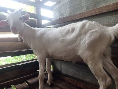 Anak Kambing Saanen Jantan