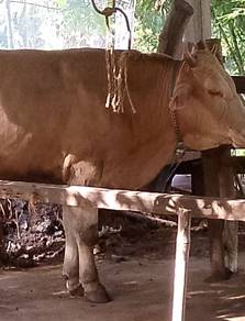 jantan 1tahun 9 Bulan ...kena harga , jalan 
