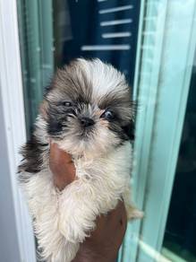 Shihtzu