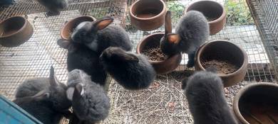 Cute bunnies for sale