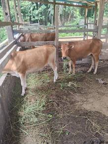 Lembu betina