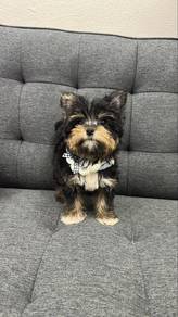 Male Yorkshire terrier Puppy m-1