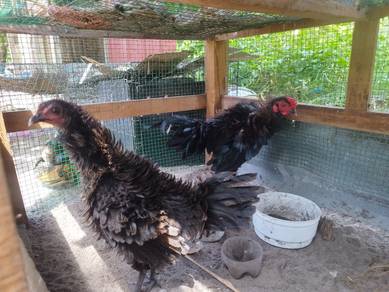 induk ayam bulu terbalik